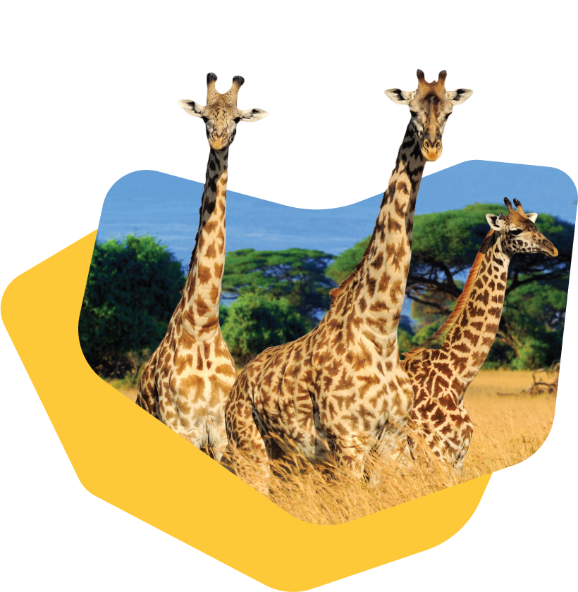 Three giraffes walking through tall grass with trees and water in the background.