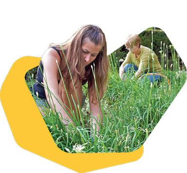 Two people working in a field, pulling plants or weeds from tall grass.
