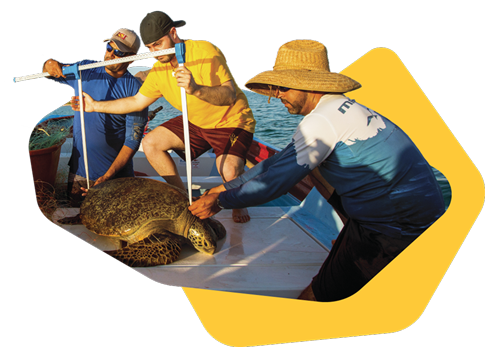 Researchers measuring a sea turtle on a boat.