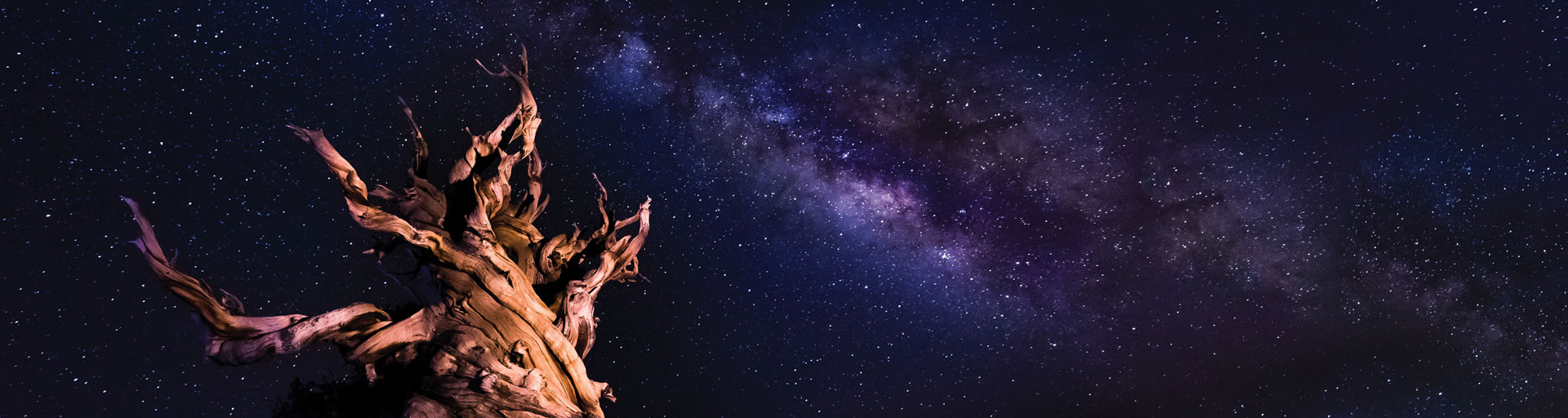 Bristlecone pine under the night sky